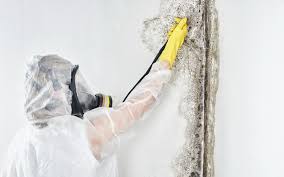 Why You Should Choose Our Mold Remediation Services in Kasson, MN